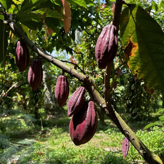 【送料込み】バリの兄貴ヴィラに届ける  お土産ショコラ開発プロジェクト【限定モニター】