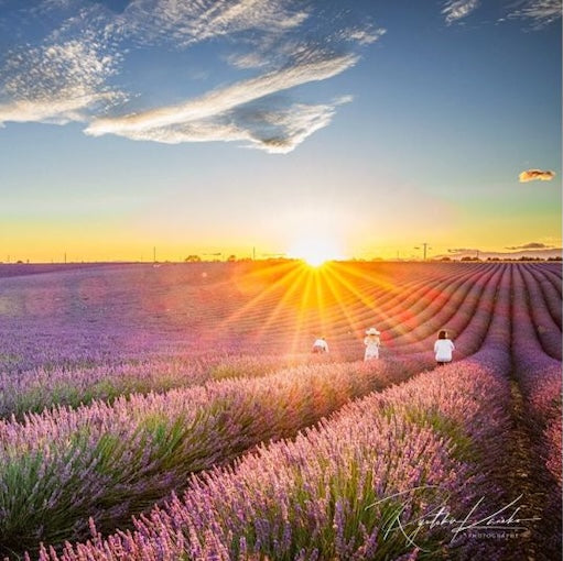 ラベンダー香るローチョコレートギフトBOX／手提げ袋付き