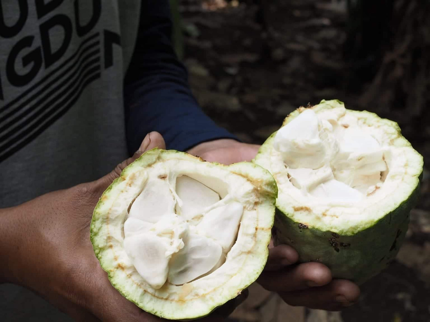 オーガニックなエクアドルのカカオを使用したカカオの果肉の通販サイト。砂糖不使用