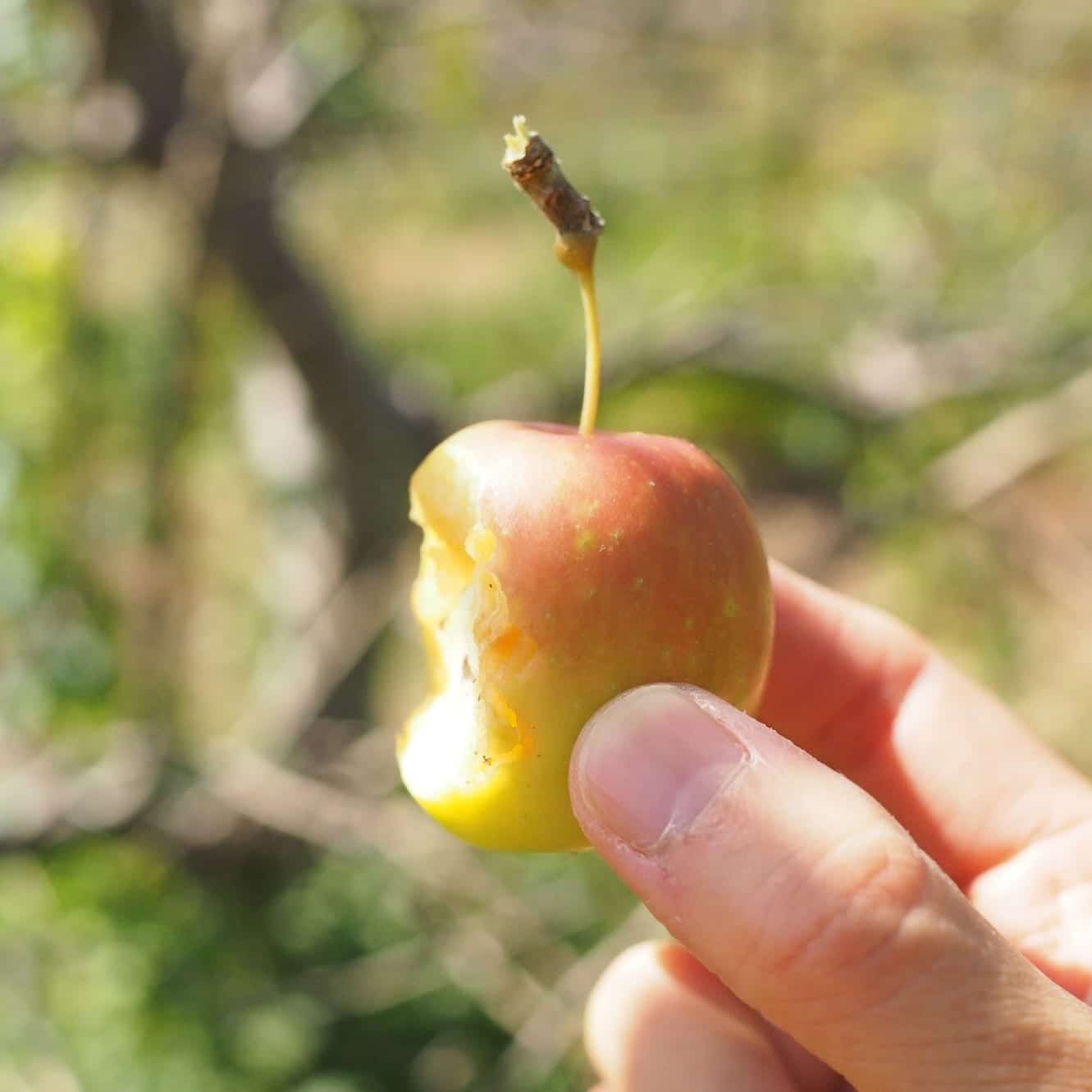 彦根リンゴは和リンゴの一種。滋賀県彦根市の幻のリンゴ